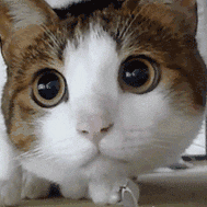 注意观察！动物gif搞笑图片