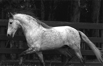 让你们看看我飘逸的长发，帅不动物gif搞笑图片