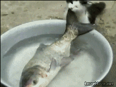 心有鱼儿力不足动物gif搞笑图片