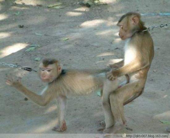 过来让大爷我玩玩动物gif搞笑图片