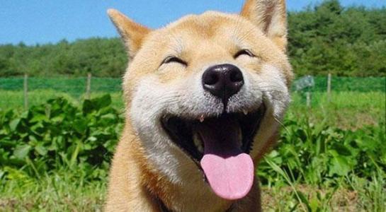 傻笑的二狗子动物gif搞笑图片