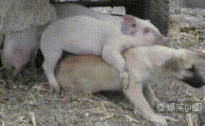 二师兄要称霸动物界动物gif搞笑图片