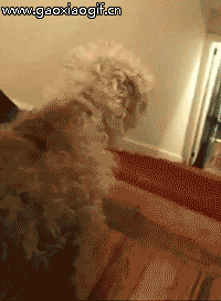 逆天的汪星人，学会了人类的两条腿走路动物gif搞笑图片