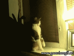 我不必在隐藏我的身份了，其实我是喵星人动物gif搞笑图片