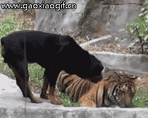 这年头老虎是越来越没有尊严了动物gif搞笑图片