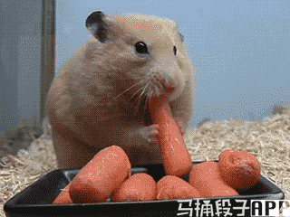 仓鼠嘴真大_啥都能塞下动物gif搞笑图片