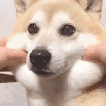 二狗子好可爱动物gif搞笑图片