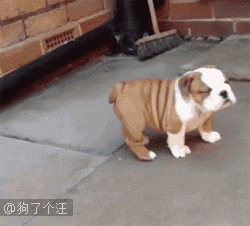 小短腿的噩梦生活动物gif搞笑图片