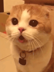 从小和狗狗一起生活的猫咪动物gif搞笑图片