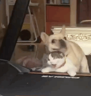 狗子爽了，可猫咪废了动物gif搞笑图片