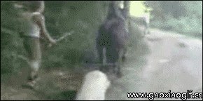 我能说活该被踢吗动物gif搞笑图片