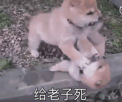 给老子死动物gif搞笑图片