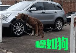 稳如老狗动物gif搞笑图片