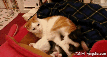 给老子滚动物gif搞笑图片