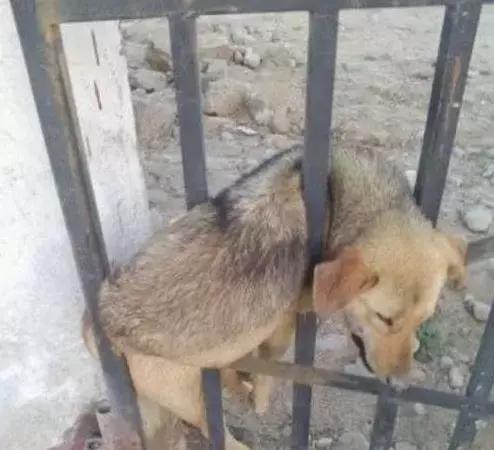 秀出天际动物gif搞笑图片