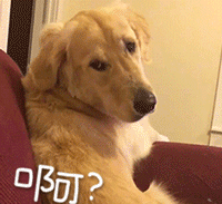 等待有缘人抱我回家动物gif搞笑图片