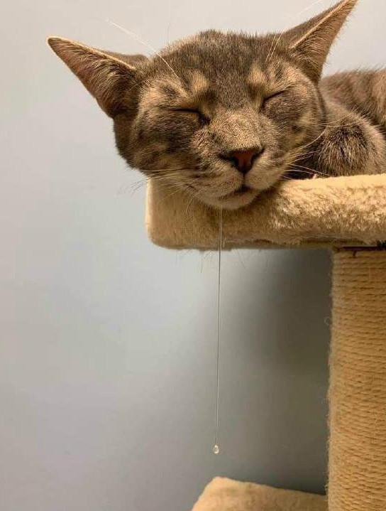 又梦到好大一条鱼动物gif搞笑图片