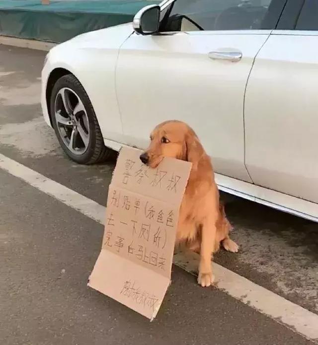 真的是养狗千日，用狗一时动物gif搞笑图片