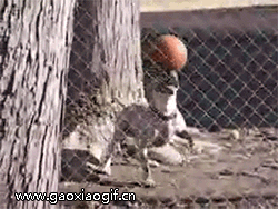 这是狗界中的狗王动物gif搞笑图片