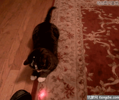 逗比猫咪追这激光跑动物gif搞笑图片