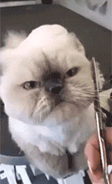 这猫咪剪的毛发表情好眼熟呀动物gif搞笑图片