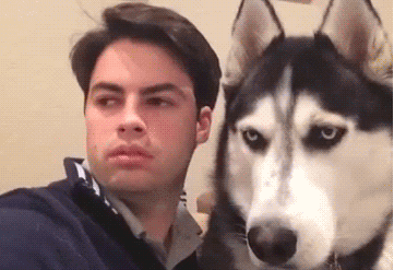 二狗子：不要看我我也一样懵逼动物gif搞笑图片