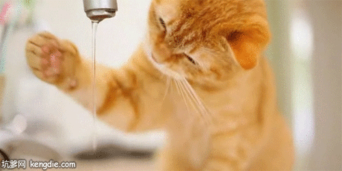 嗯？怎么没有，在来一下动物gif搞笑图片