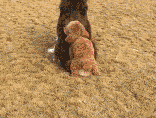 这只小狗子很饥渴呀动物gif搞笑图片