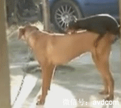 这只小狗泡妞的能力可真强，差距这么大也能得手动物gif搞笑图片