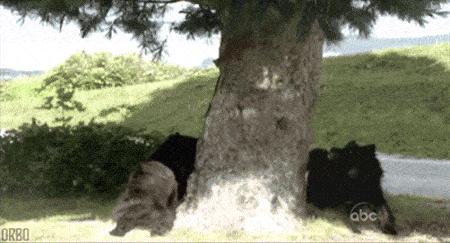 爱滴魔力转圈圈，你们头不晕吗动物gif搞笑图片