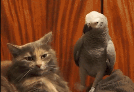 小样服不服动物gif搞笑图片