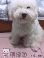 笑一个动物gif搞笑图片