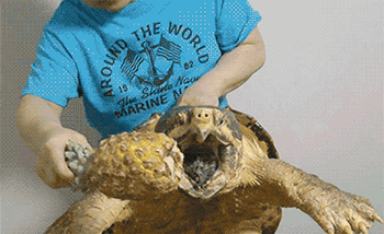 这谁要被咬一下估计不是残废就是瘸子动物gif搞笑图片