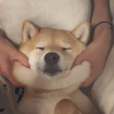 小柴犬萌哒哒gif表情包动物gif搞笑图片