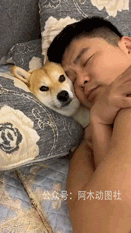 狗子；生无可恋，绝望动物gif搞笑图片