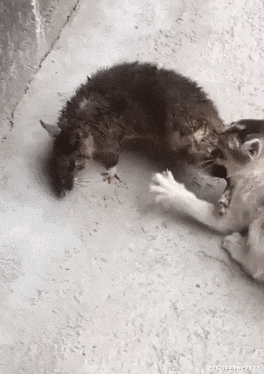 见过比猫大的老鼠没有动物gif搞笑图片