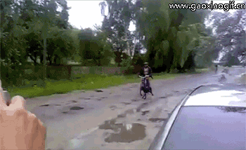 狗子：我也不是这么好欺负的动物gif搞笑图片