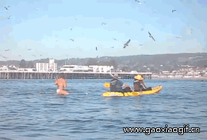 这鲸鱼在往右边一点那几人就没了动物gif搞笑图片