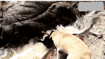 重情义的狗狗动物gif搞笑图片