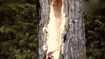 你就算把树啄个对穿也没有虫子动物gif搞笑图片