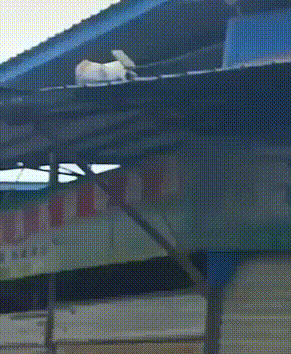 360度完美落地动物gif搞笑图片