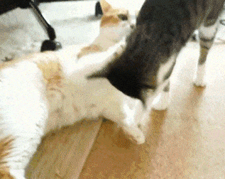 今天我就要弄死你，给老子死动物gif搞笑图片