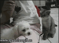 敢抢我的位置，看我给你一抓动物gif搞笑图片