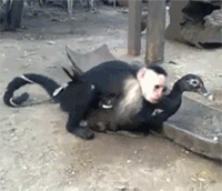 猴子把鸭子给上了-gif动态图动物gif搞笑图片