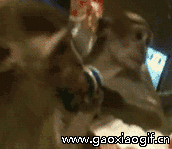 看看这是谁，哇塞，好帅呀动物gif搞笑图片