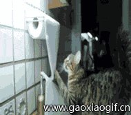 主人上厕所没有带纸，让我拿，给主人多拿点动物gif搞笑图片