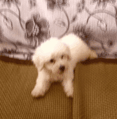 别靠近我，小心我咬你动物gif搞笑图片