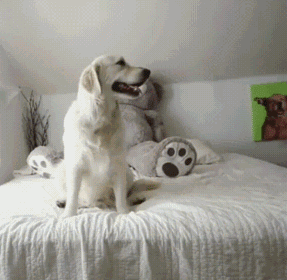 单身狗还不如宠物狗幸福动物gif搞笑图片