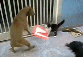 猫狗大战，第一回合动物gif搞笑图片