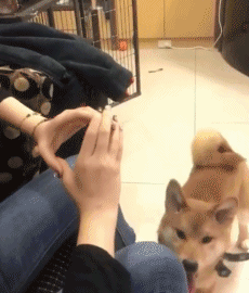 主人这么喜欢玩，就勉为其难的配合一下吧动物gif搞笑图片